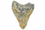 Fossil Megalodon Tooth - North Carolina #255392-2